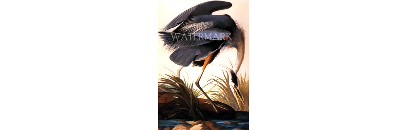 Great Blue Heron (Without frame) : (14"x20")